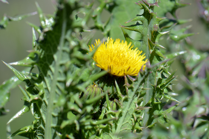 Spiny Sowthistle is an herbaceous herb that emits milky sap. Plants are mostly hairless but have tiny glandular hairs. Sonchus asper